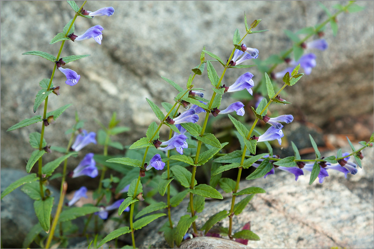 Image of Scutellaria galericulata specimen.