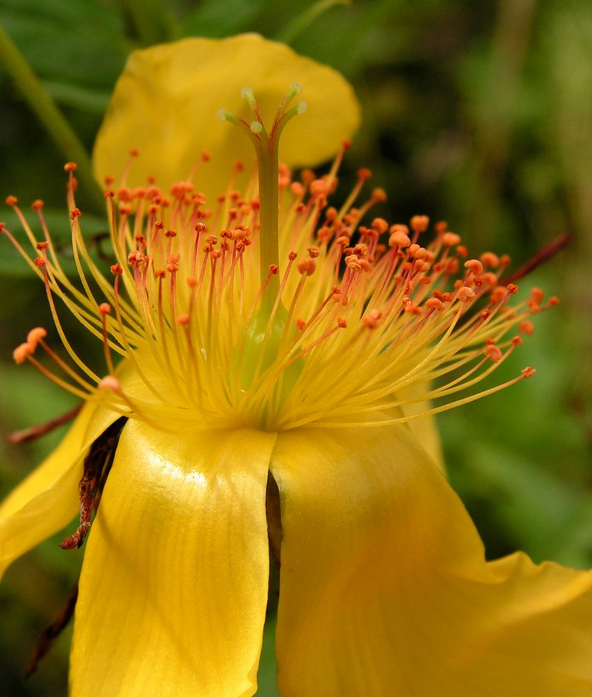 Image of Hypericum ascyron specimen.