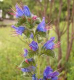 Echium vulgare. Верхушка цветущего растения. Курская обл., г. Железногорск, пустырь. 22 июня 2007 г.