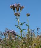 Phacelia tanacetifolia. Верхушка цветущего растения. Иркутская обл., окр. Иркутска, на заброшенном дачном участке. 19.08.2011.