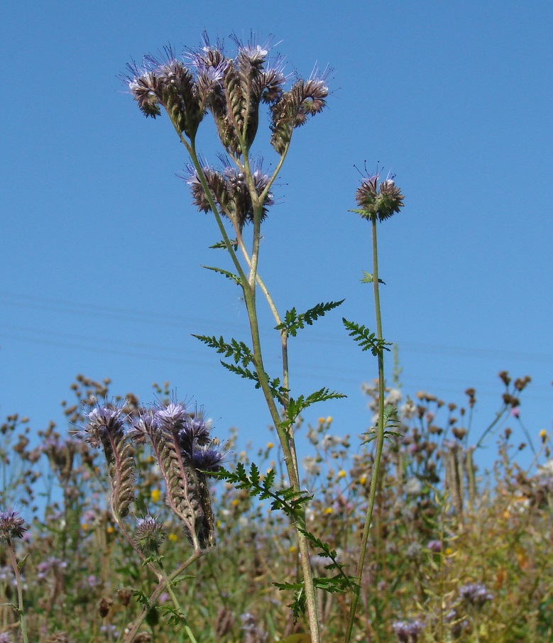 Image of Phacelia tanacetifolia specimen.