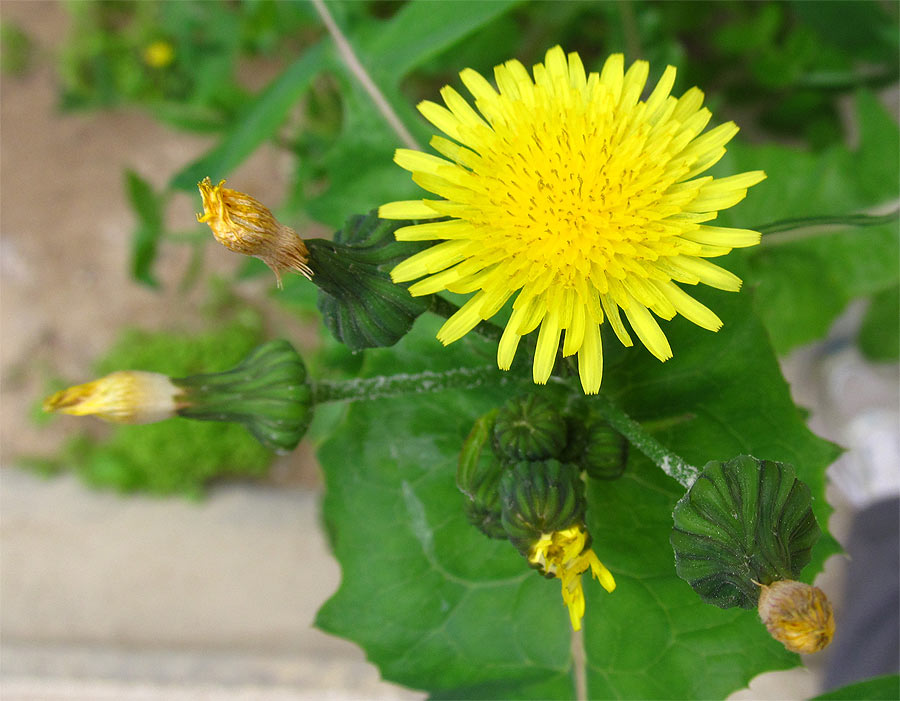 Image of Sonchus oleraceus specimen.