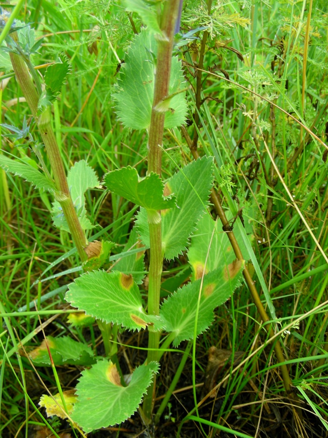 Image of Eryngium planum specimen.