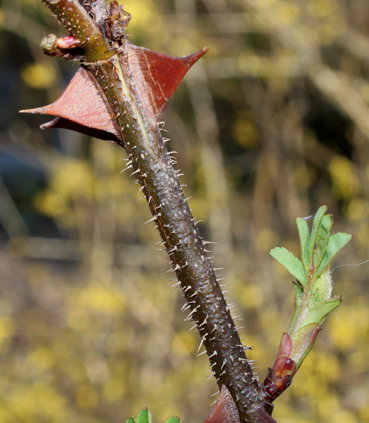 Image of Rosa omeiensis f. pteracantha specimen.