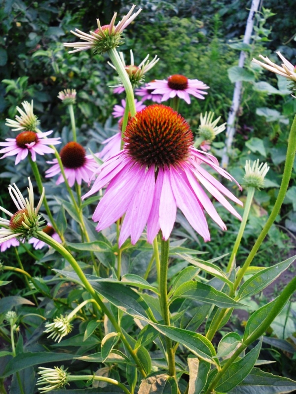 Изображение особи Echinacea purpurea.