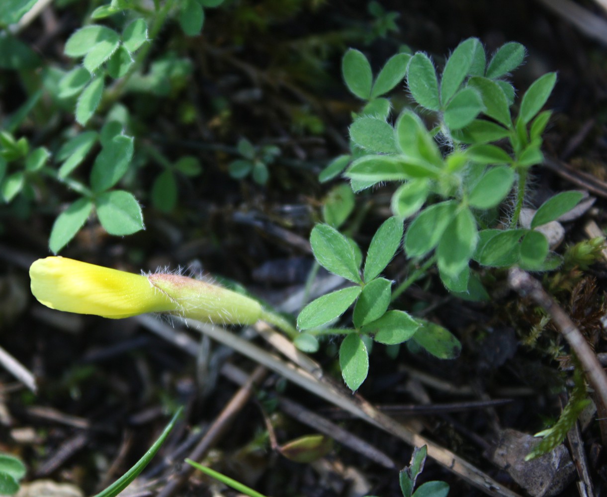 Image of Chamaecytisus hirsutus specimen.