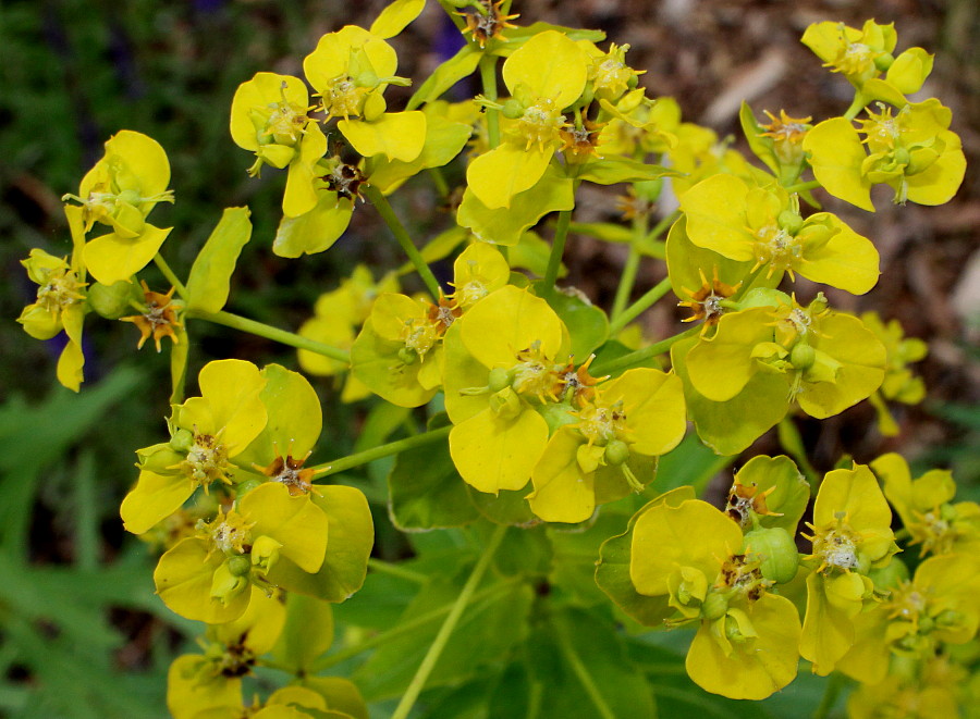 Image of Euphorbia lucida specimen.