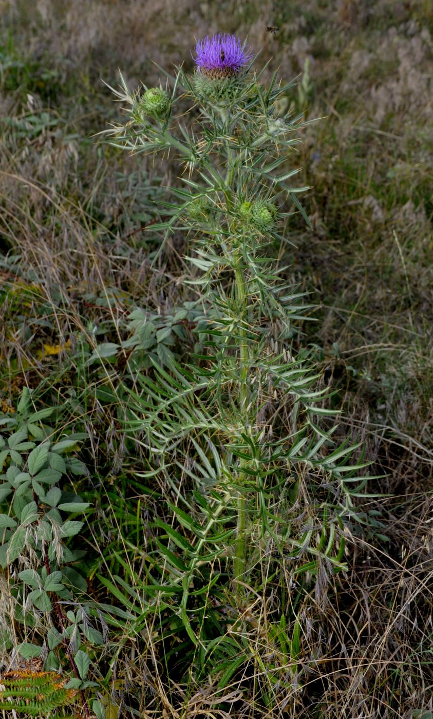 Image of Cirsium ligulare specimen.