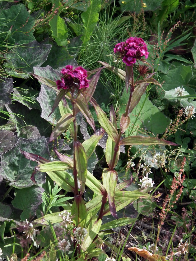 Изображение особи Dianthus barbatus.