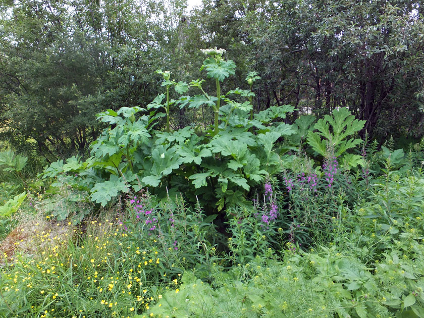 Image of Heracleum sosnowskyi specimen.