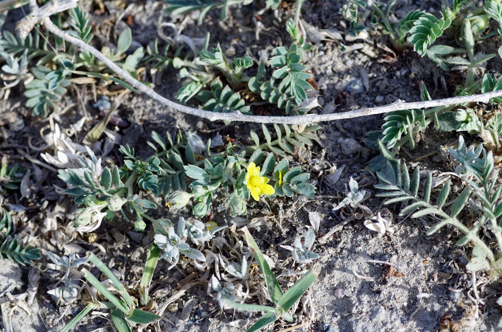 Image of Potentilla orientalis specimen.