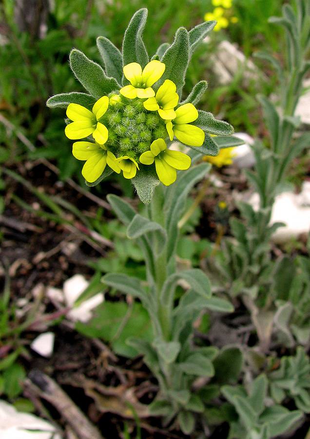 Image of Fibigia eriocarpa specimen.