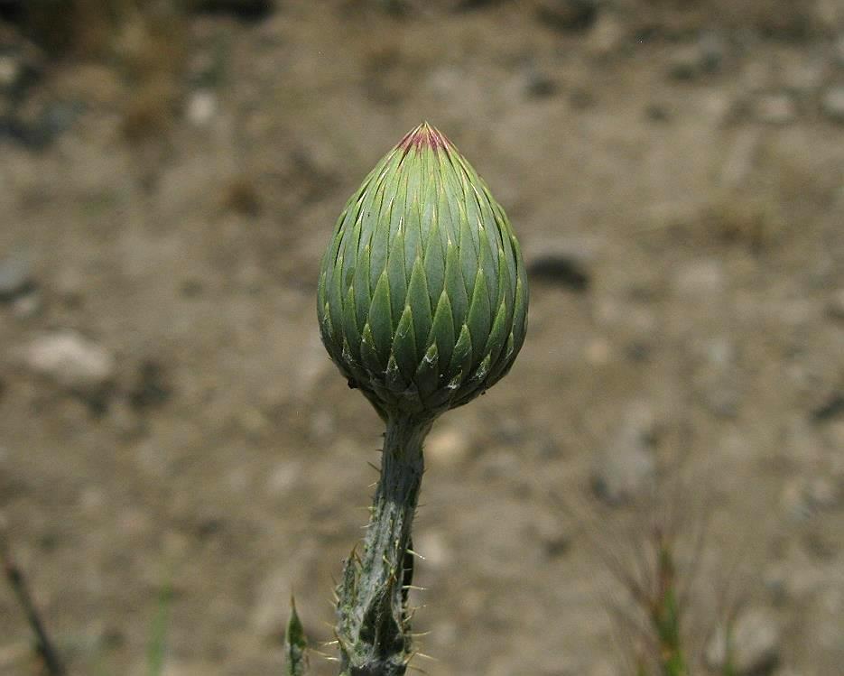 Image of Onopordum armenum specimen.