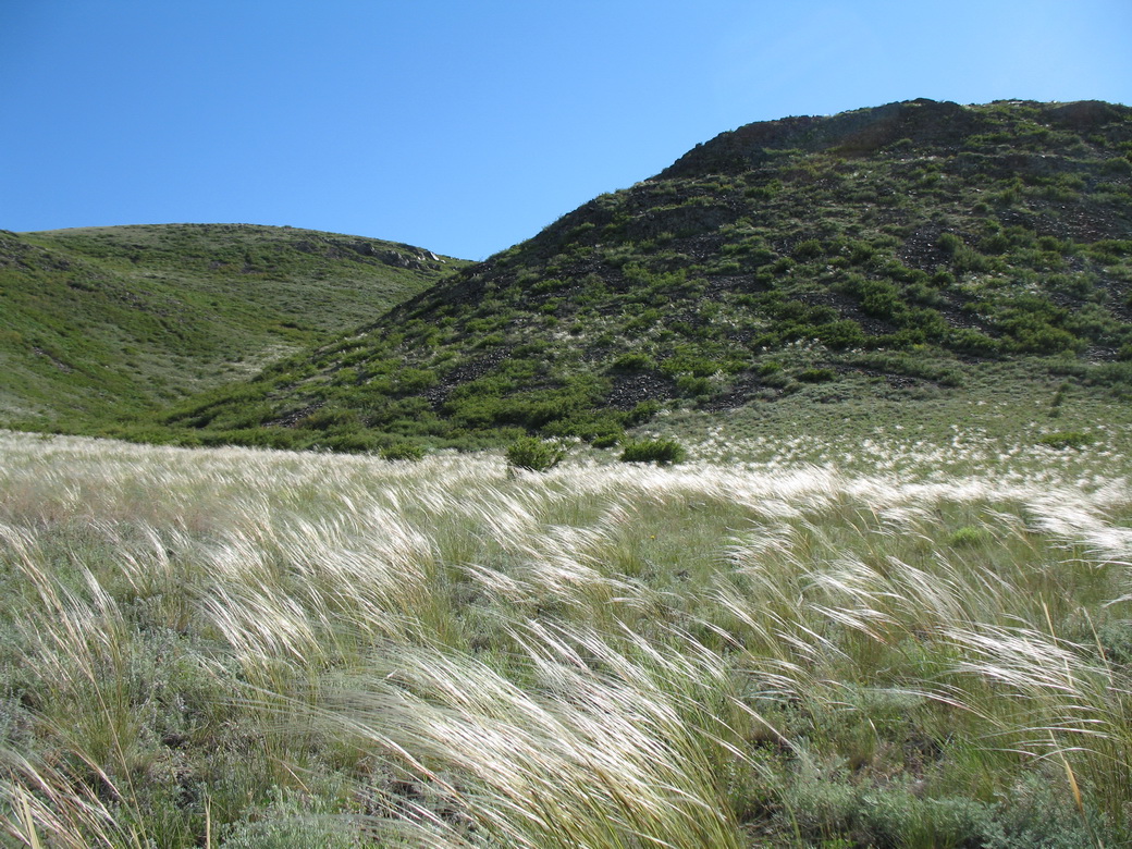 Изображение особи род Stipa.