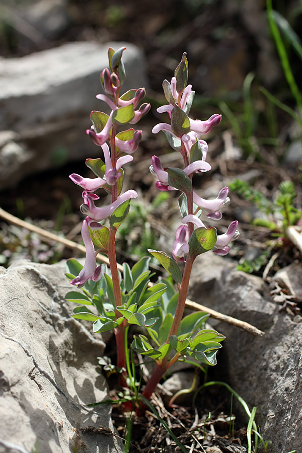 Image of Corydalis ledebouriana specimen.