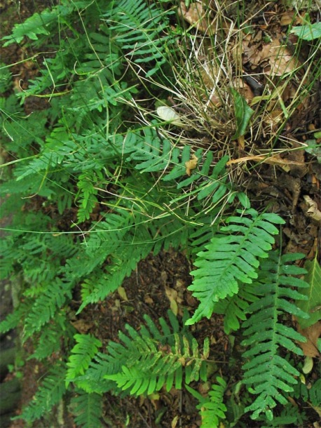 Image of Polypodium interjectum specimen.