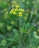 Draba nemorosa