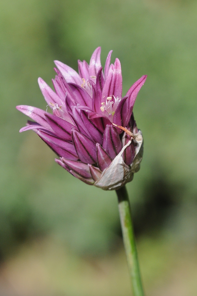 Image of Allium heldreichii specimen.