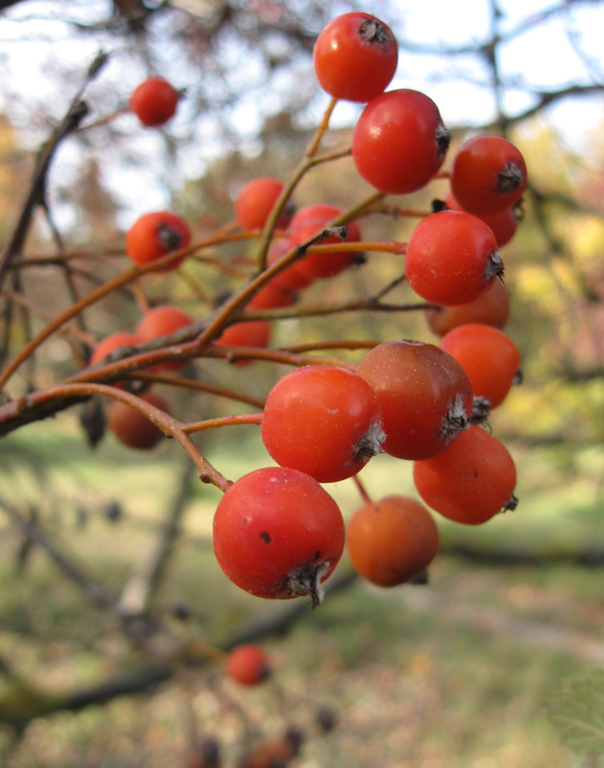 Image of Sorbus intermedia specimen.