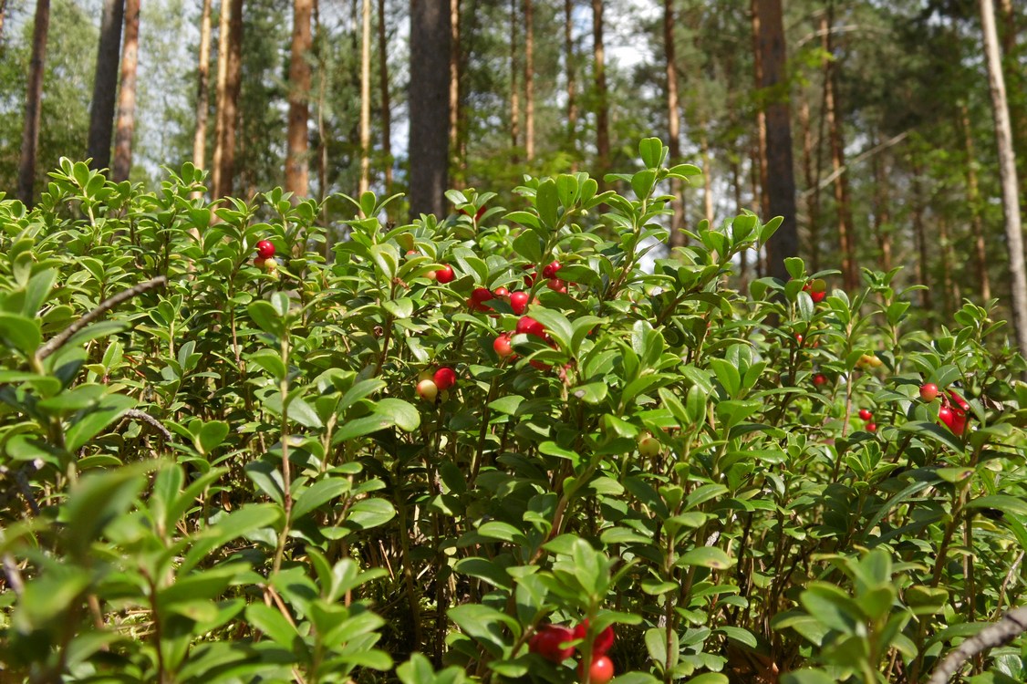 Image of Vaccinium vitis-idaea specimen.