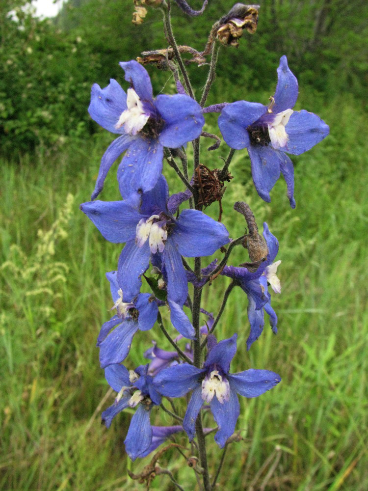 Image of Delphinium elatum specimen.