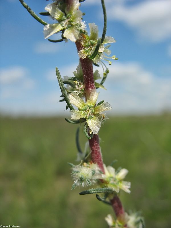 Image of Bassia laniflora specimen.