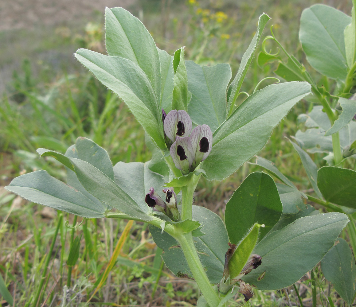 Изображение особи Vicia narbonensis.