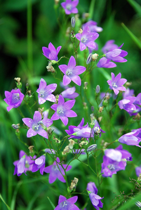 Image of Campanula patula specimen.