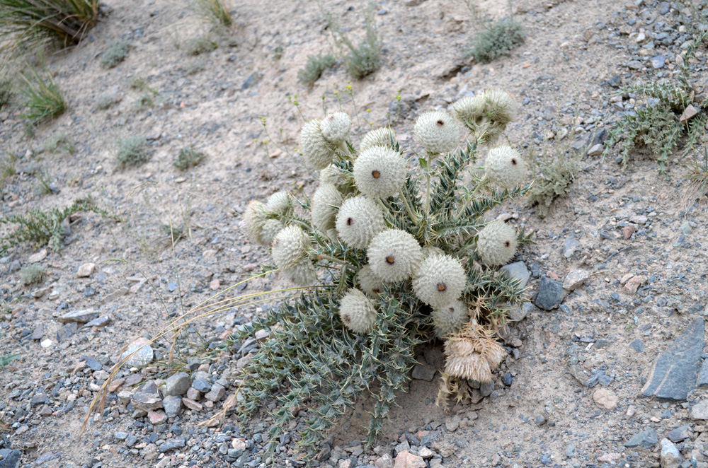 Image of Olgaea nidulans specimen.