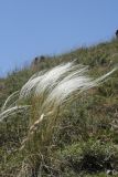 genus Stipa