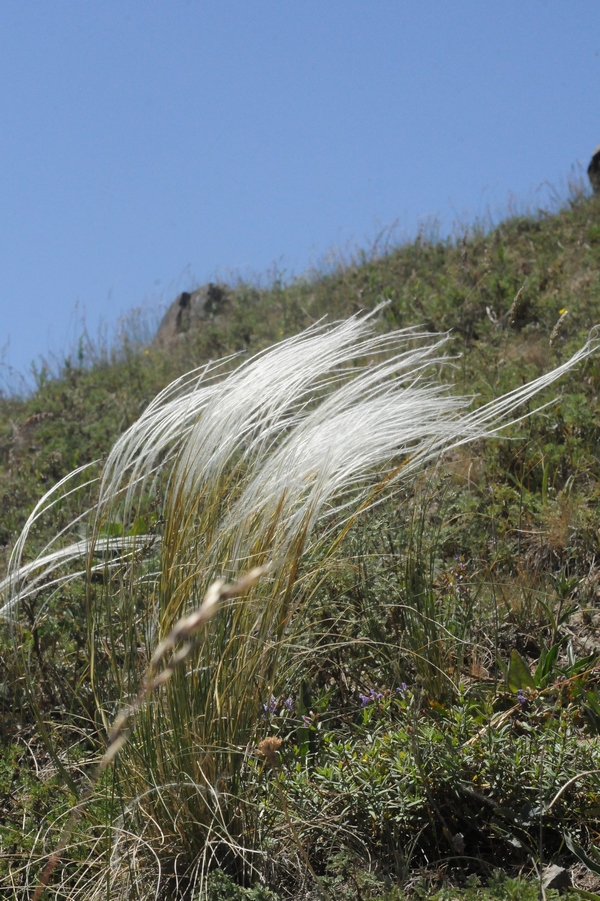 Изображение особи род Stipa.