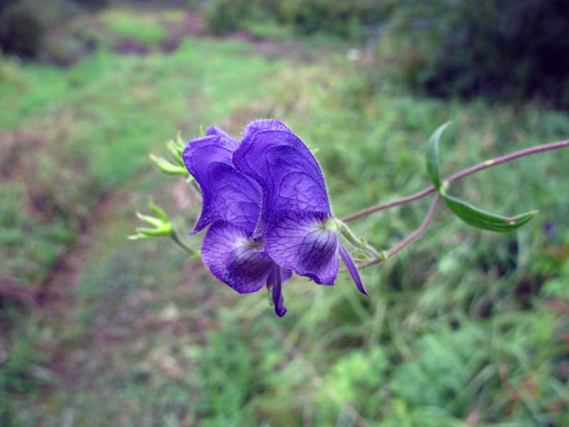 Image of Aconitum volubile specimen.