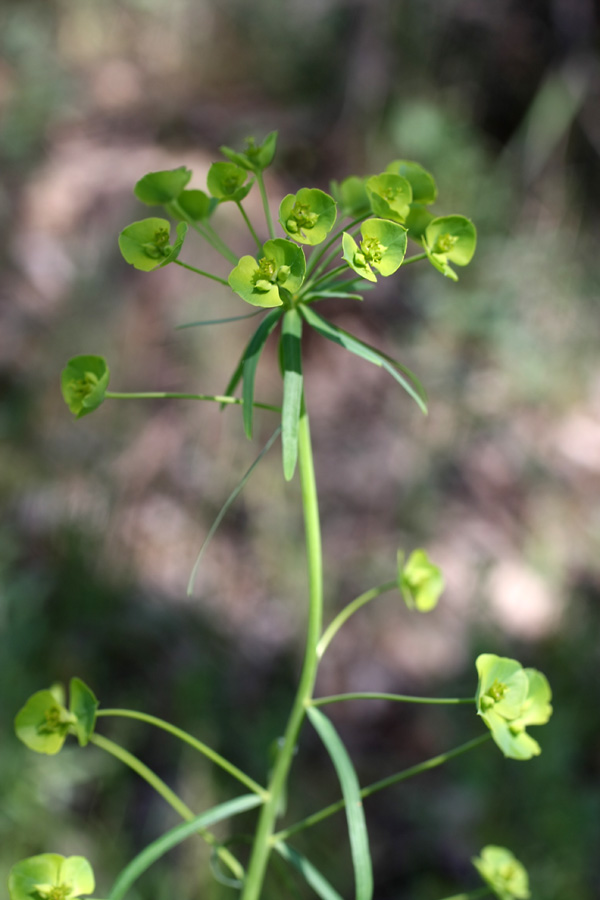 Image of Euphorbia jaxartica specimen.