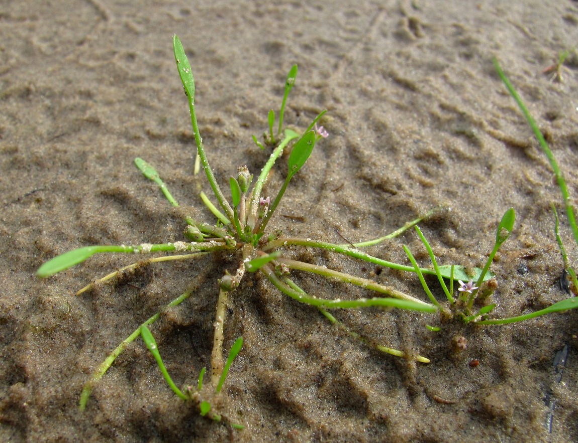 Image of Limosella aquatica specimen.