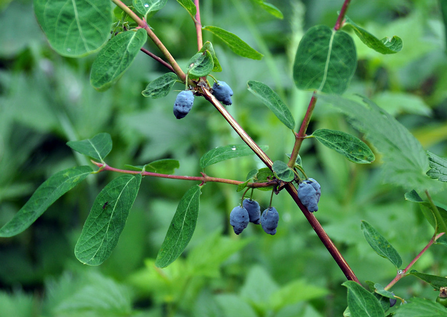 Изображение особи Lonicera edulis.