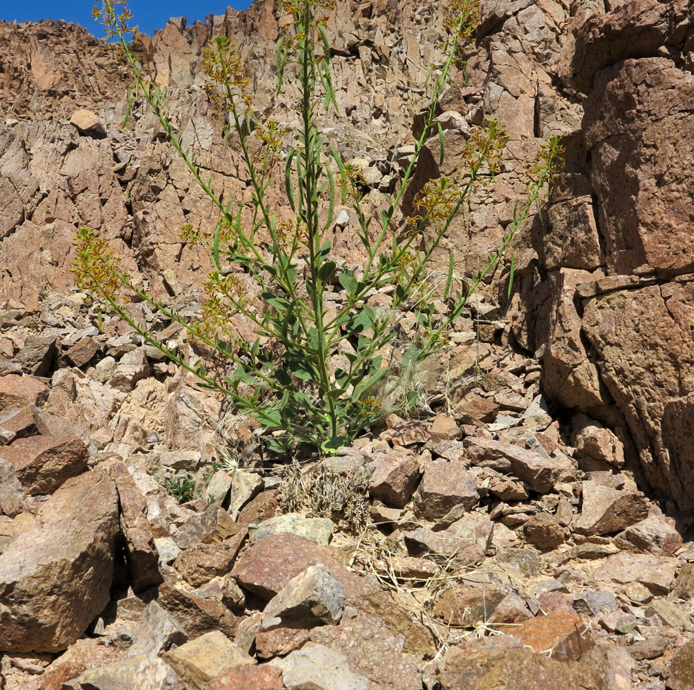 Image of Cleome arabica specimen.