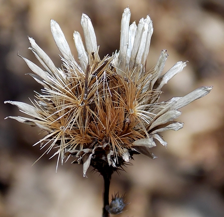 Image of Klasea quinquefolia specimen.