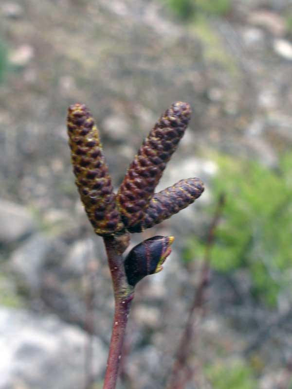 Image of Duschekia fruticosa specimen.