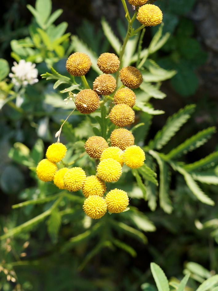 Image of Tanacetum vulgare specimen.