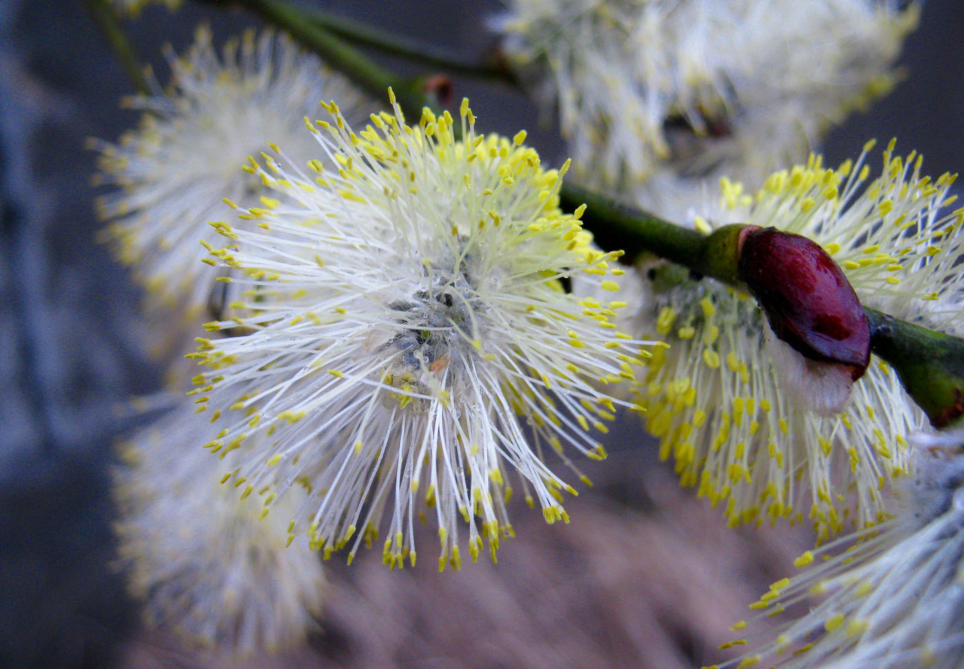 Изображение особи Salix caprea.