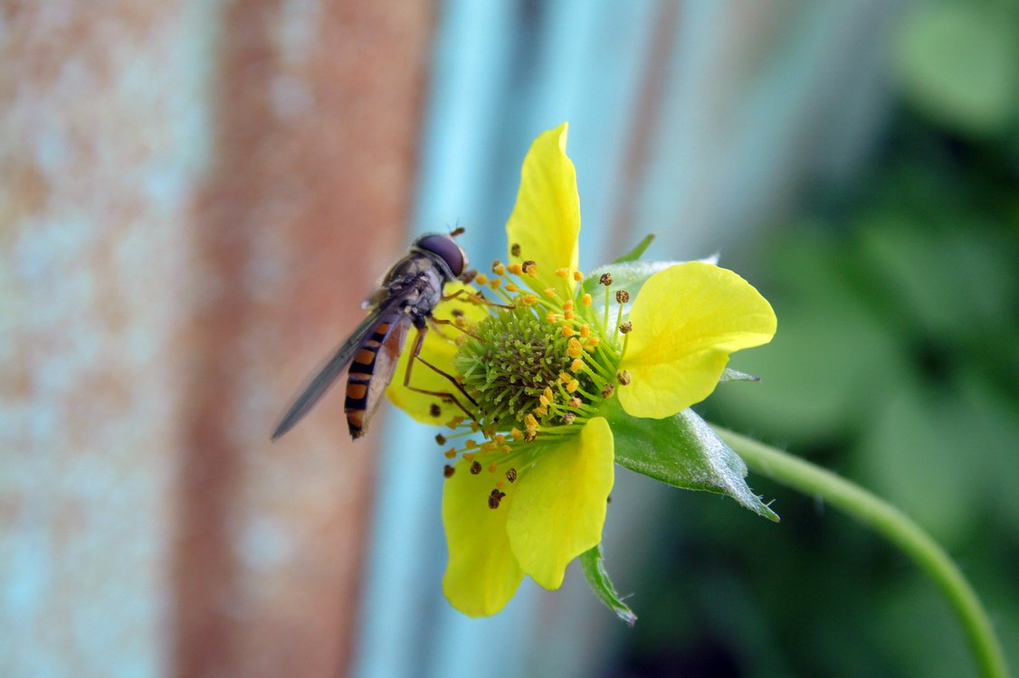 Изображение особи Geum urbanum.