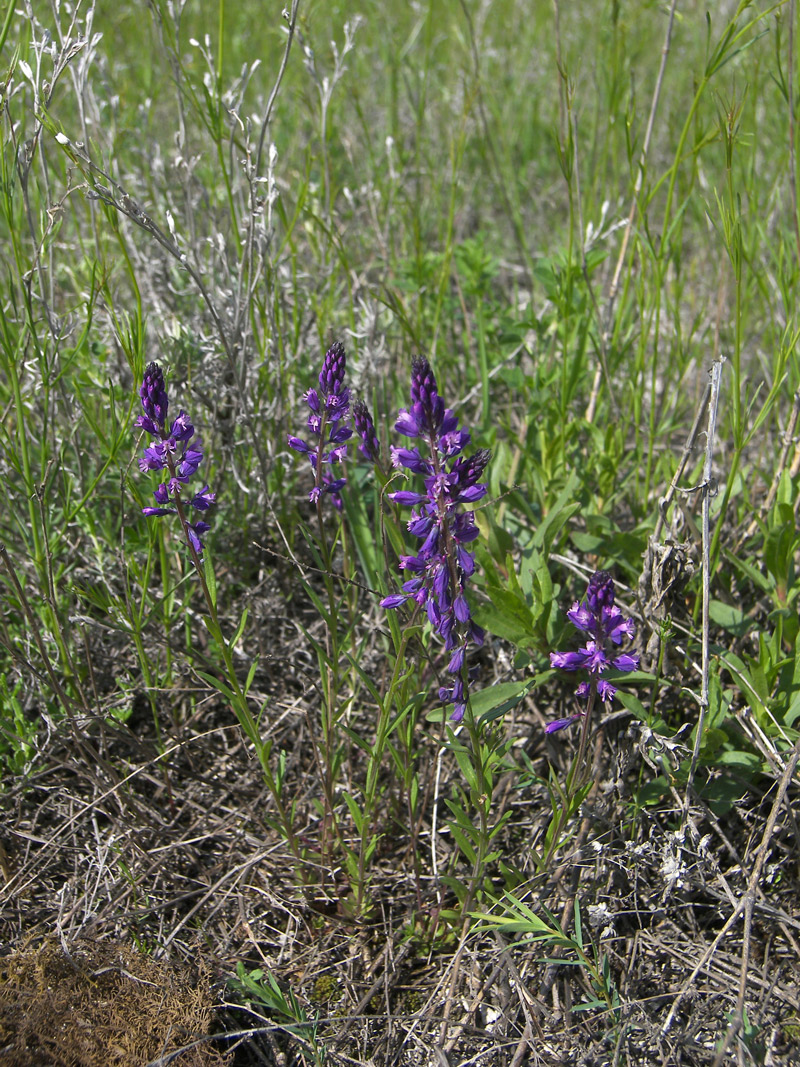 Image of Polygala comosa specimen.