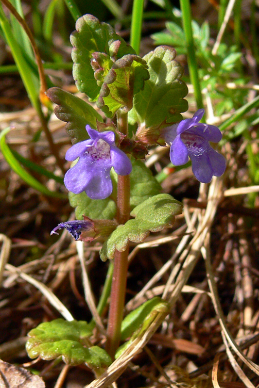 Изображение особи Glechoma hederacea.