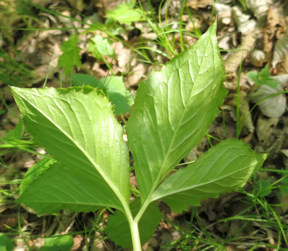 Изображение особи Arisaema komarovii.