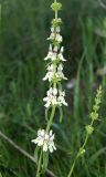 Stachys recta