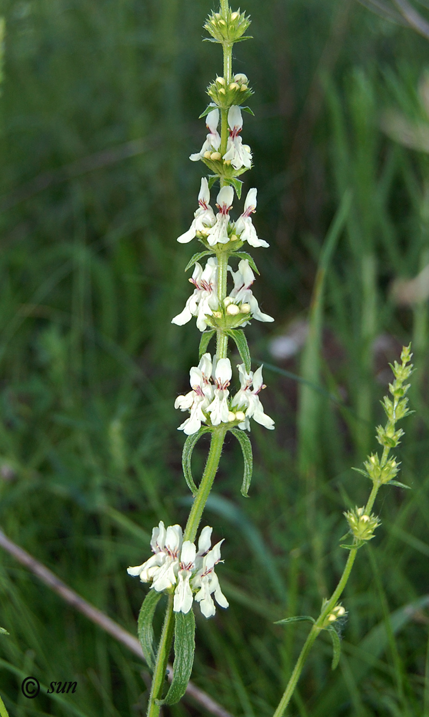 Изображение особи Stachys recta.