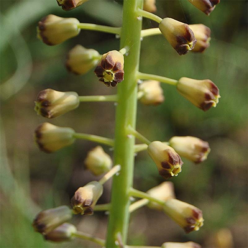 Image of Leopoldia caucasica specimen.