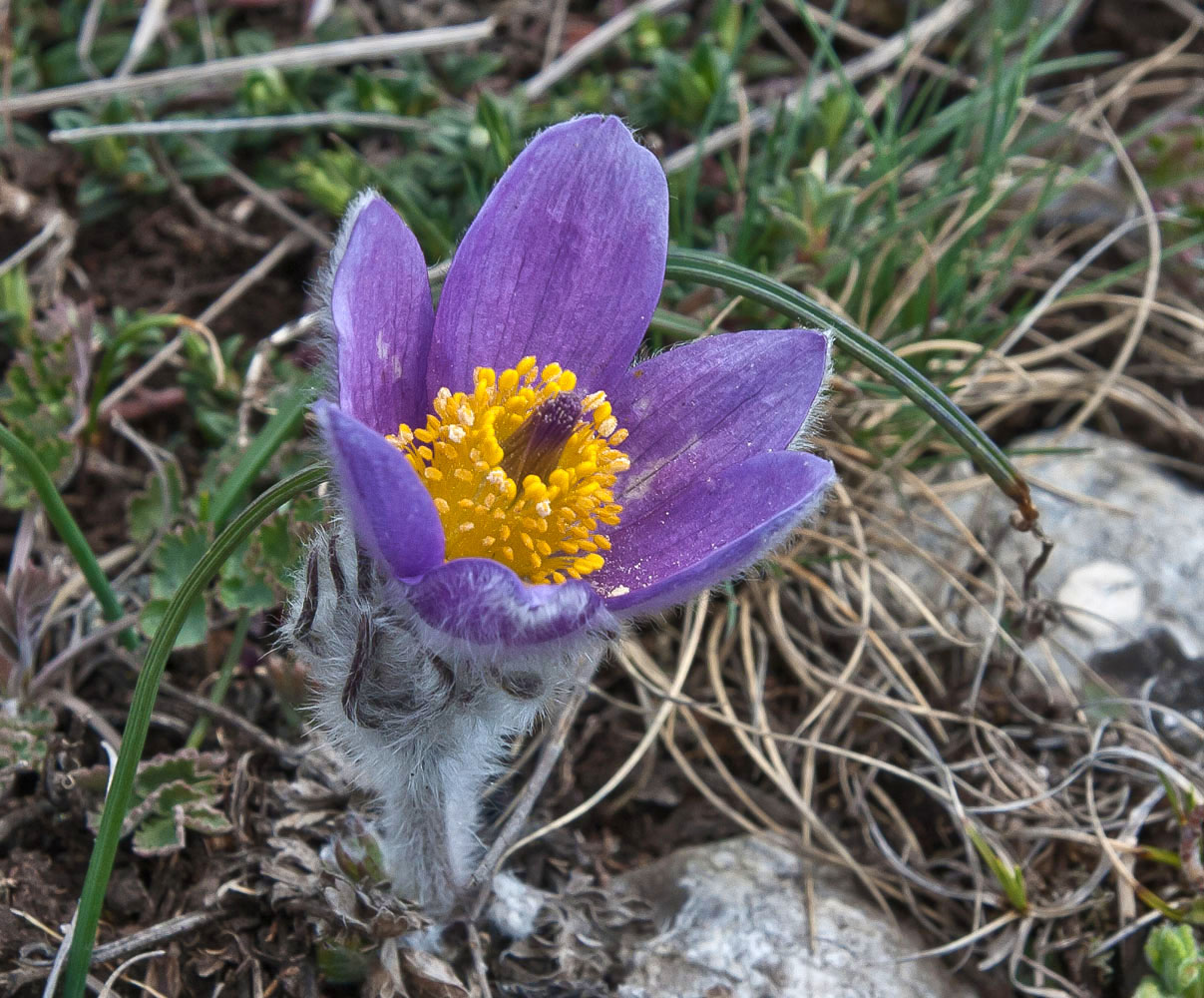 Image of Pulsatilla taurica specimen.