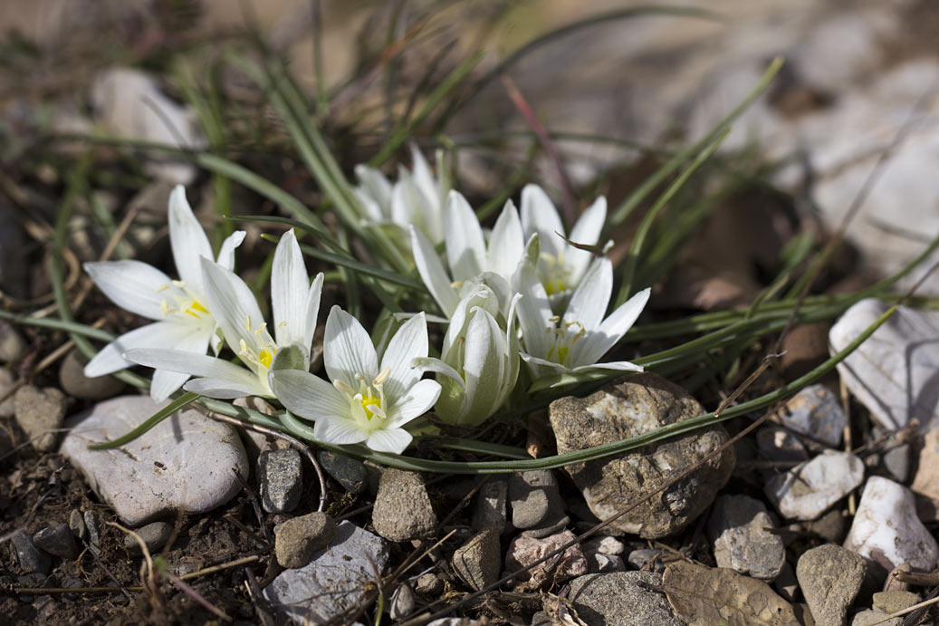 Image of Ornithogalum sibthorpii specimen.