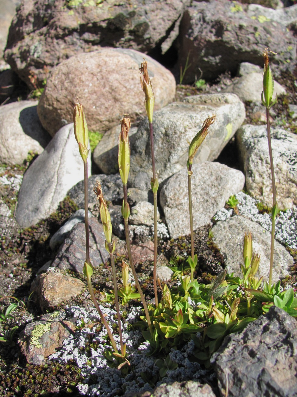 Image of Lomatogonium carinthiacum specimen.